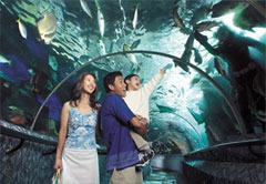 Сентоза. Океанариум Подводный мир (Underwater World). Сингапур, отзыв. Цены на отдых. Как путешествовать самостоятельно, что посмотреть