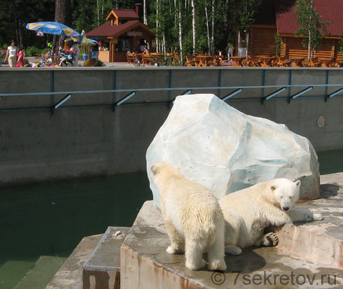 Белые медведи. Новосибирский зоопарк, фото